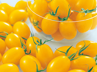 �T�J�^�̃^�l�@�g�}�g�c�@�C�G���[�A�C�R