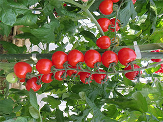 �T���g���[�@�Â��̋����~�j�g�}�g �W���[�V�[�~�j