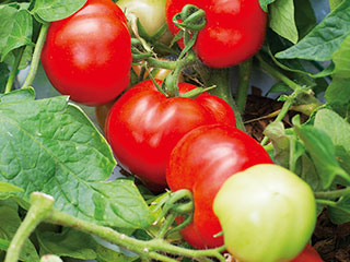 �J�S���@�J�S���@�z�X�q ��Ԃ̂���Ȃ��g�}�g