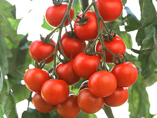 �J�l�R��c�@�������܃g�}�g�c ���b�h�I�[��