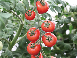 �f�������e �f�������e�@�������g�}�g