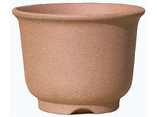 ウチョウラン鉢　４．５号