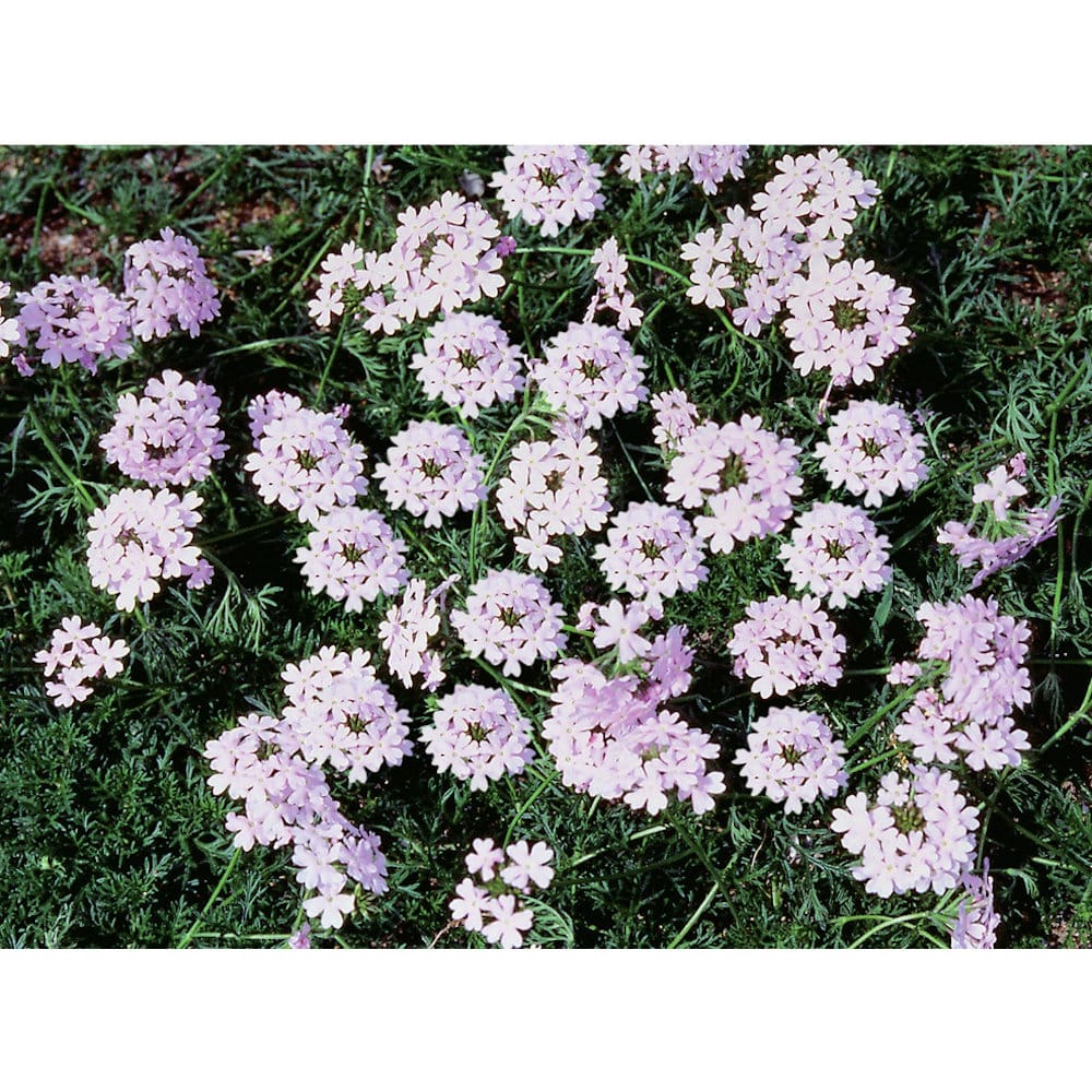 完売御礼【春予約】　タピアン　パープリッシュホワイト　６ポットセット　【申込期限：３月２２日（日）】　【引渡予定日：４月４日（土）～１２日（日）】