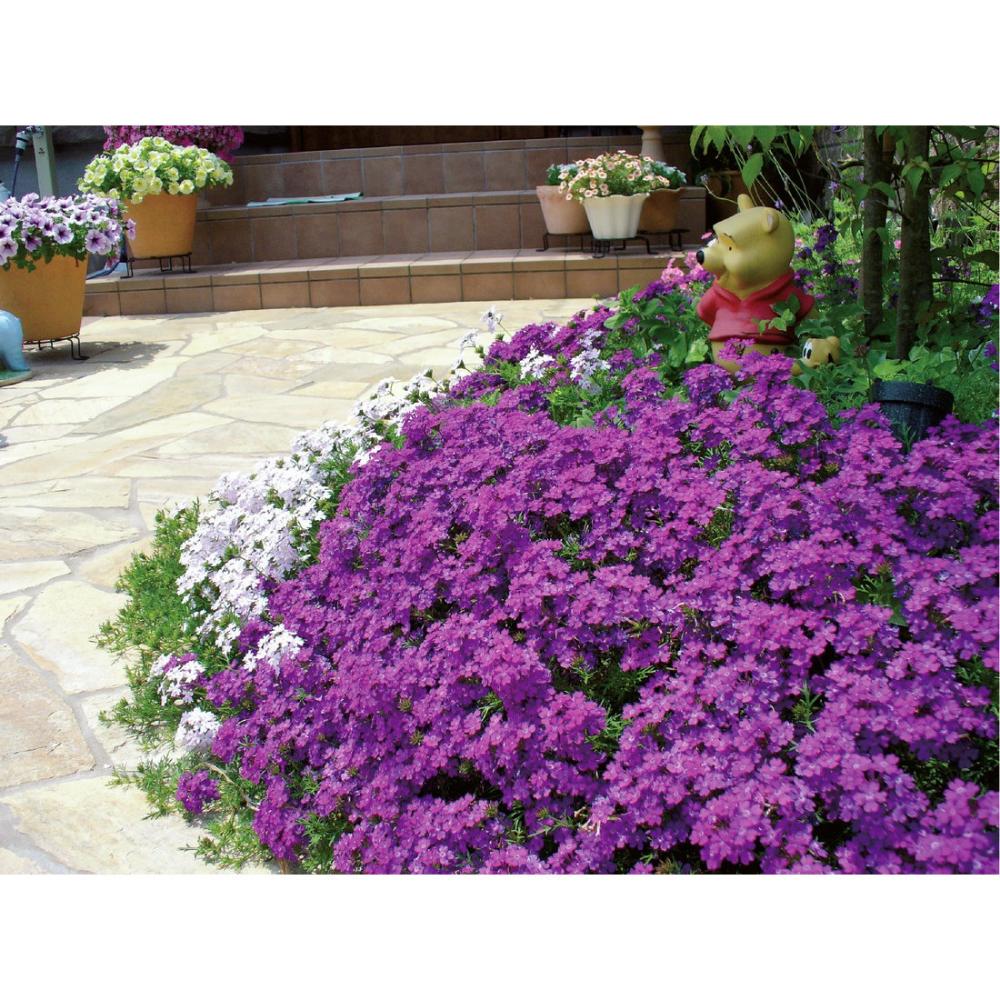 【春予約】　タピアン　バイオレット　６ポットセット　【申込期限：３月２２日（日）】　【引渡予定日：４月４日（土）～１２日（日）】