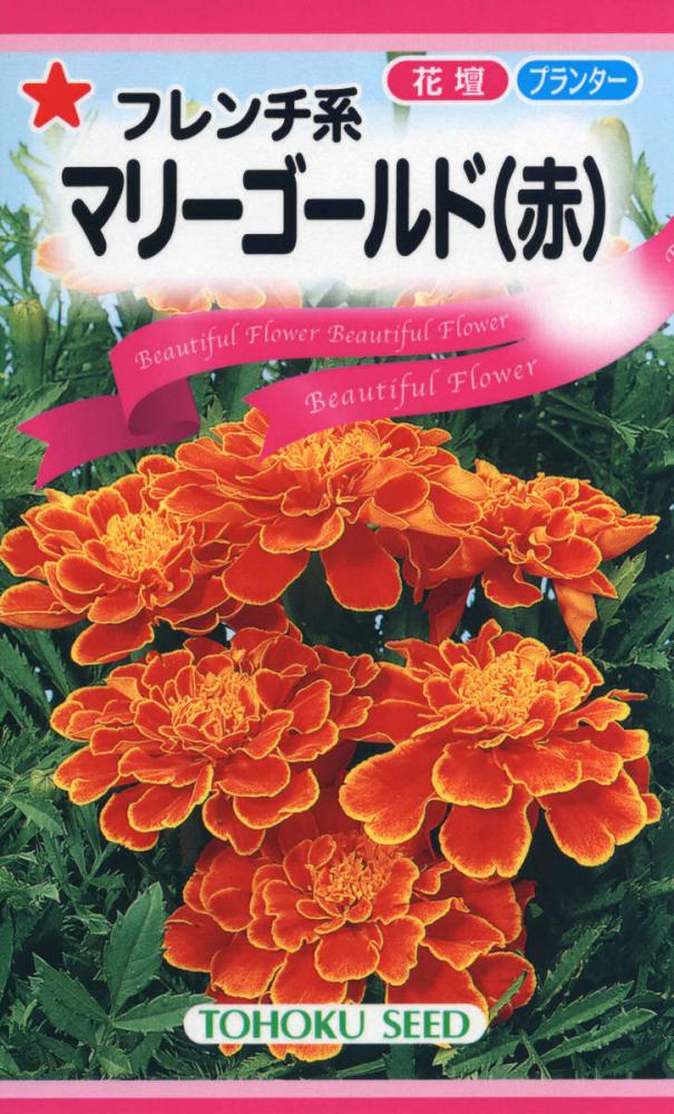 マリーゴールド（赤）