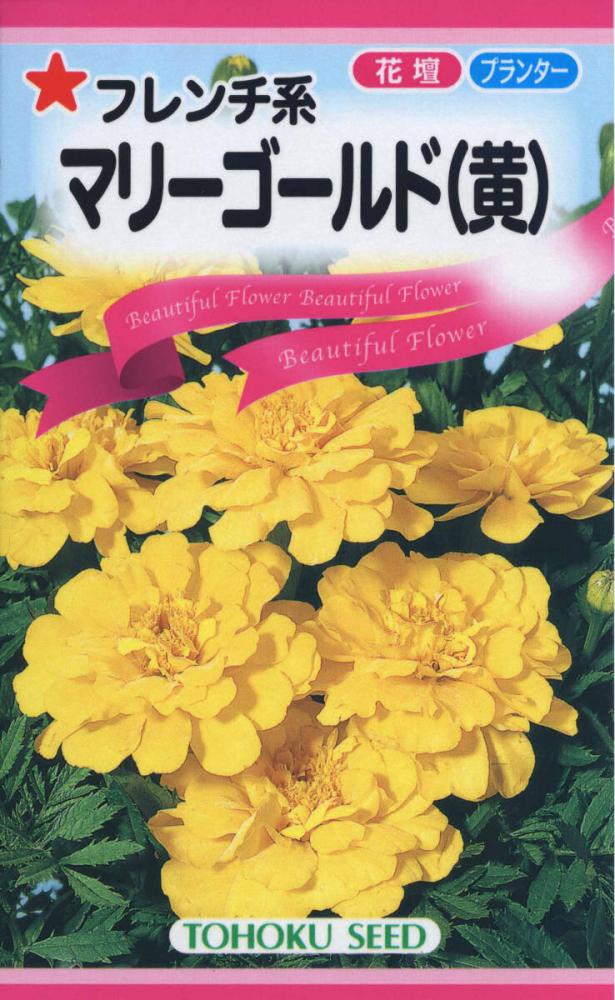 マリーゴールド（黄）