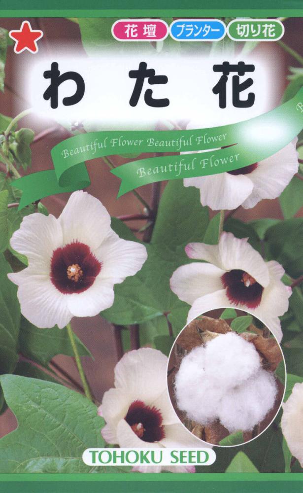 草花種子　わた花