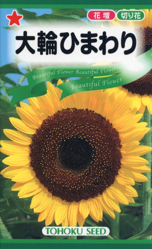 ヒマワリ種子　大輪ひまわり