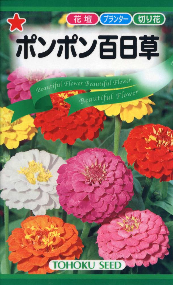 ヒャクニチソウ種子　ポンポン百日草