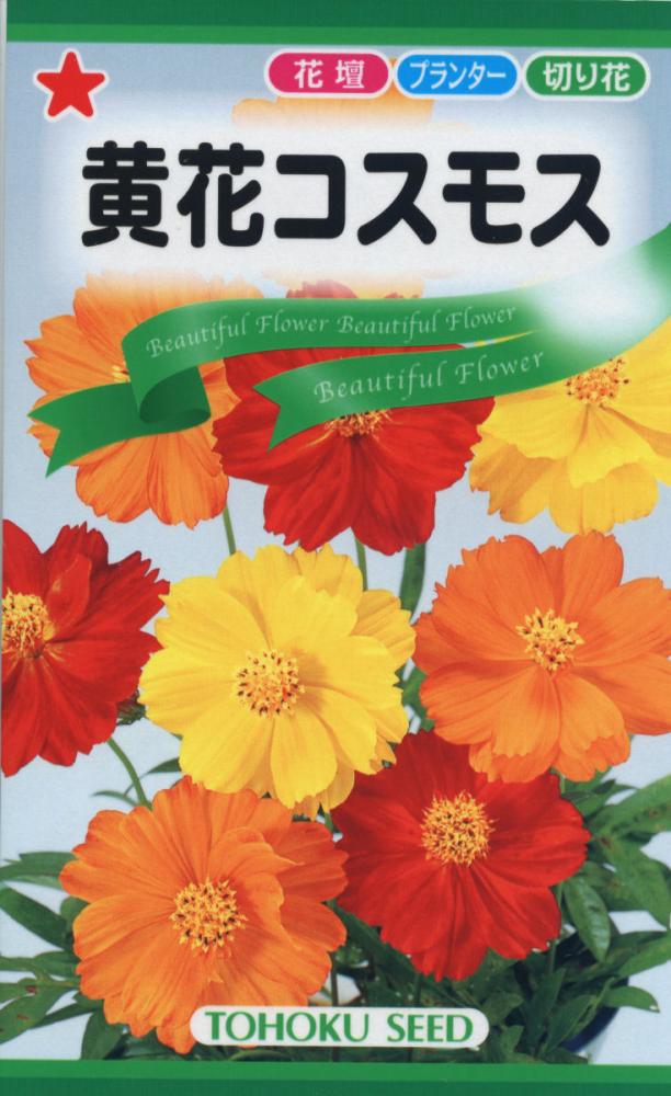 コスモス種子　黄花コスモス