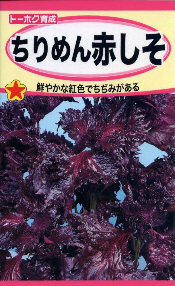 シソ種子　シソ　ちりめん赤しそ