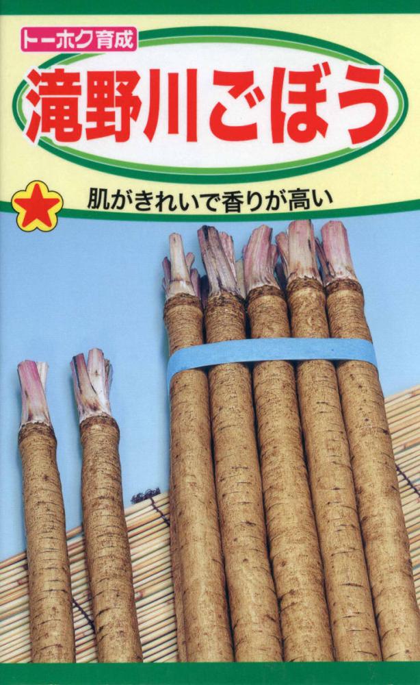 ゴボウ種子　滝野川ごぼう