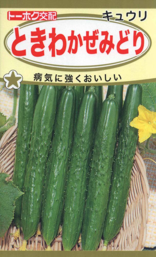 キュウリ種子　Ｆ１ときわかぜみどり