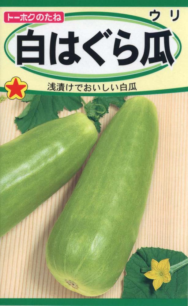 ウリ種子　白はぐら瓜