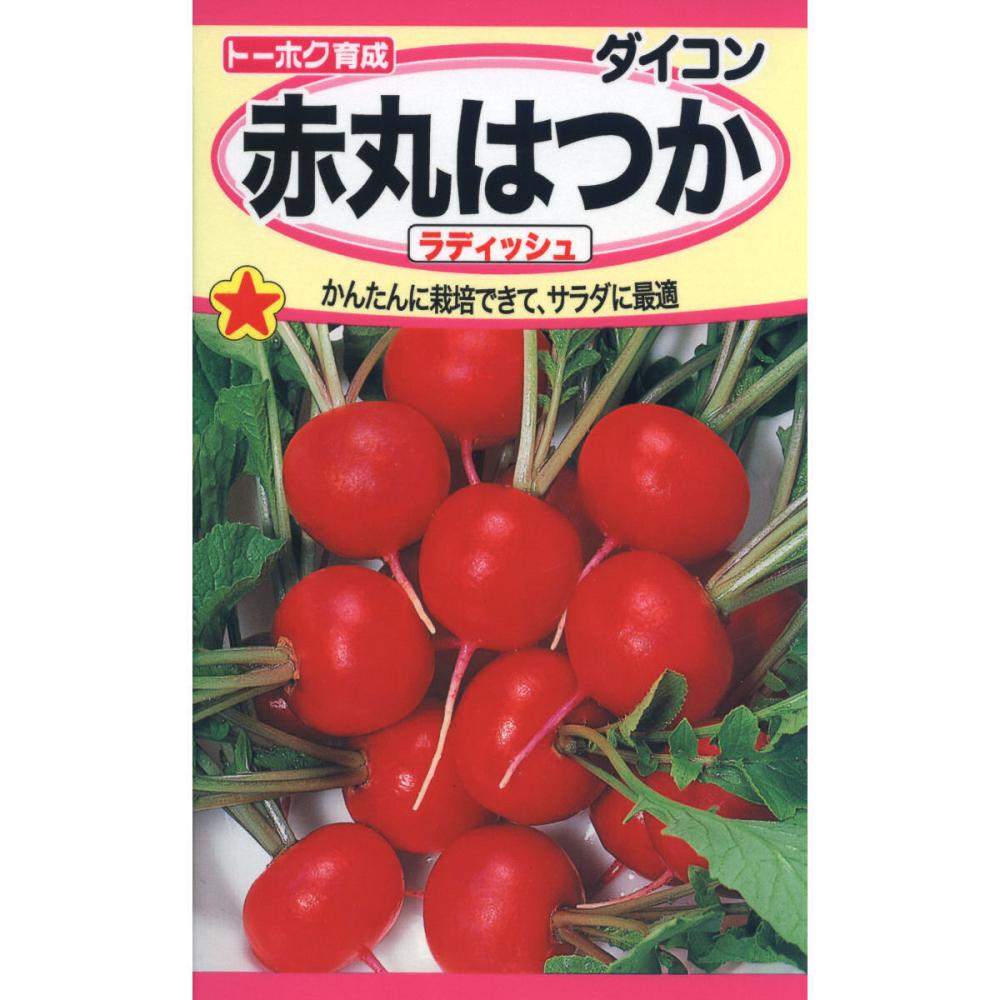 ハツカダイコン種子　赤丸はつかラディッシュ
