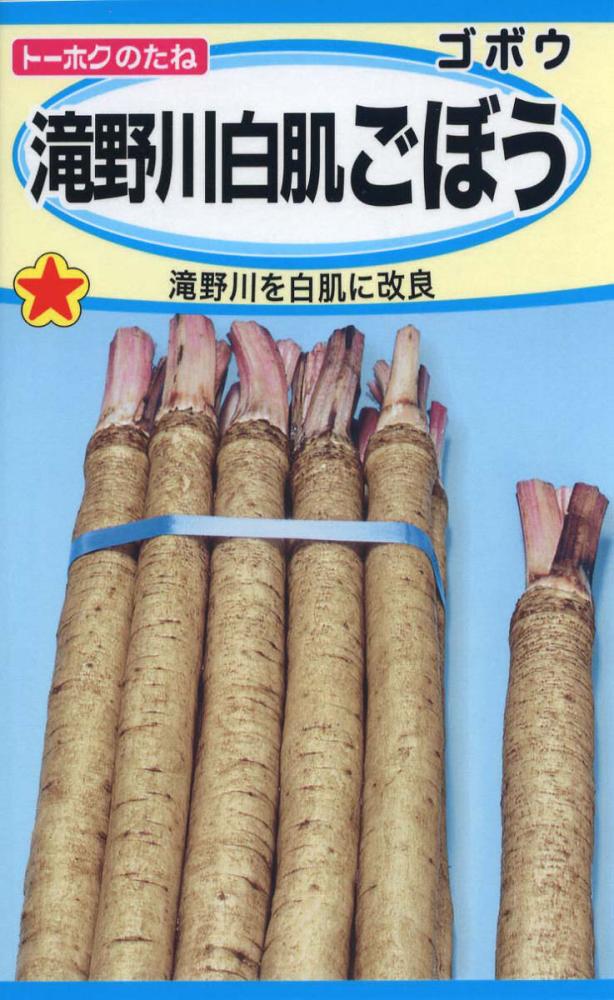 ゴボウ種子　滝野川白肌ごぼう