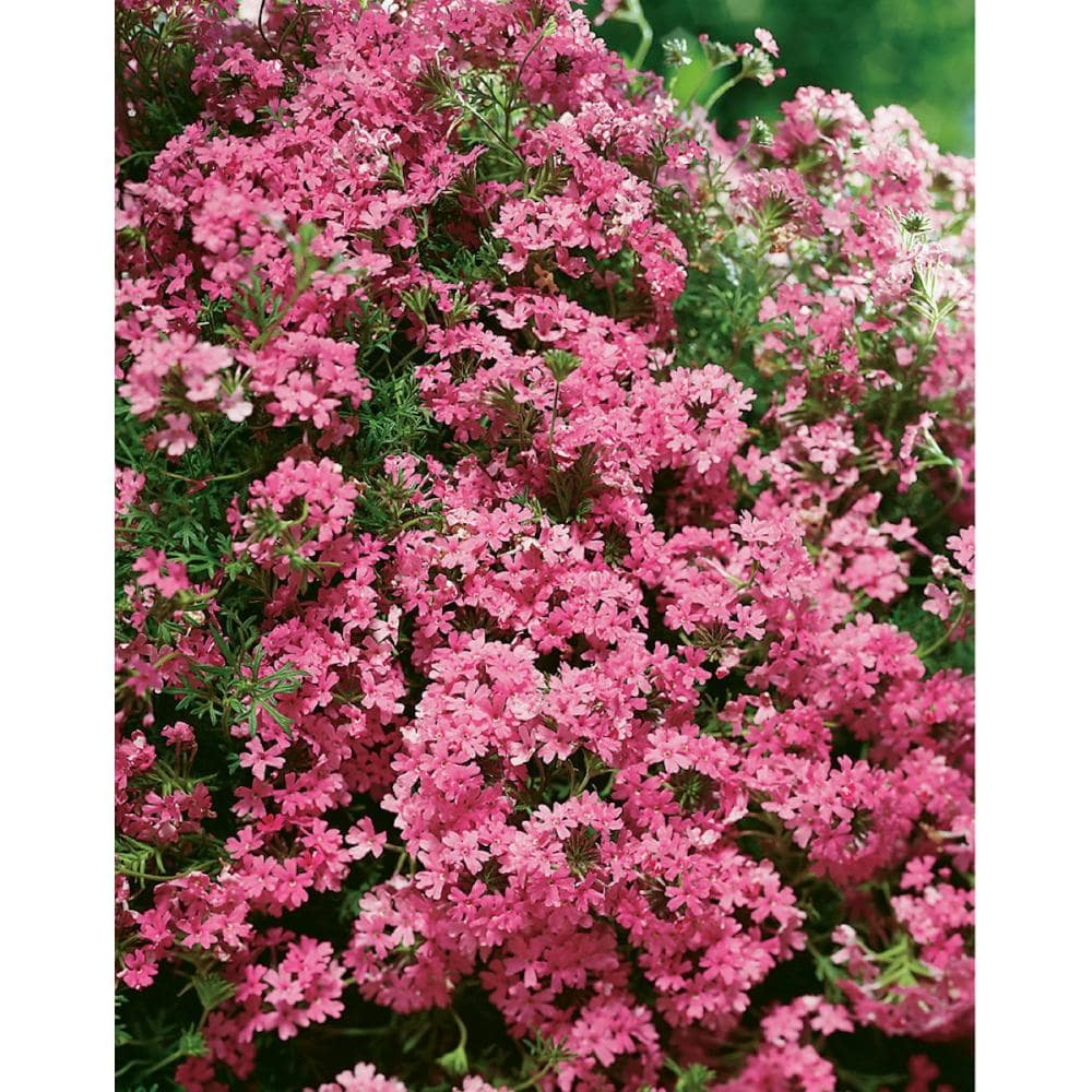 【春予約】　タピアン　ローズ　６ポットセット　【申込期限：３月２２日（日）】　【引渡予定日：４月４日（土）～１２日（日）】