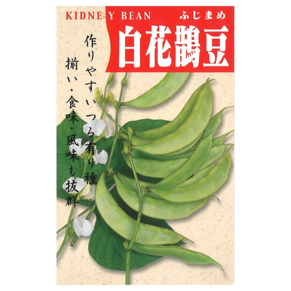 豆類種子　白花ふじ豆