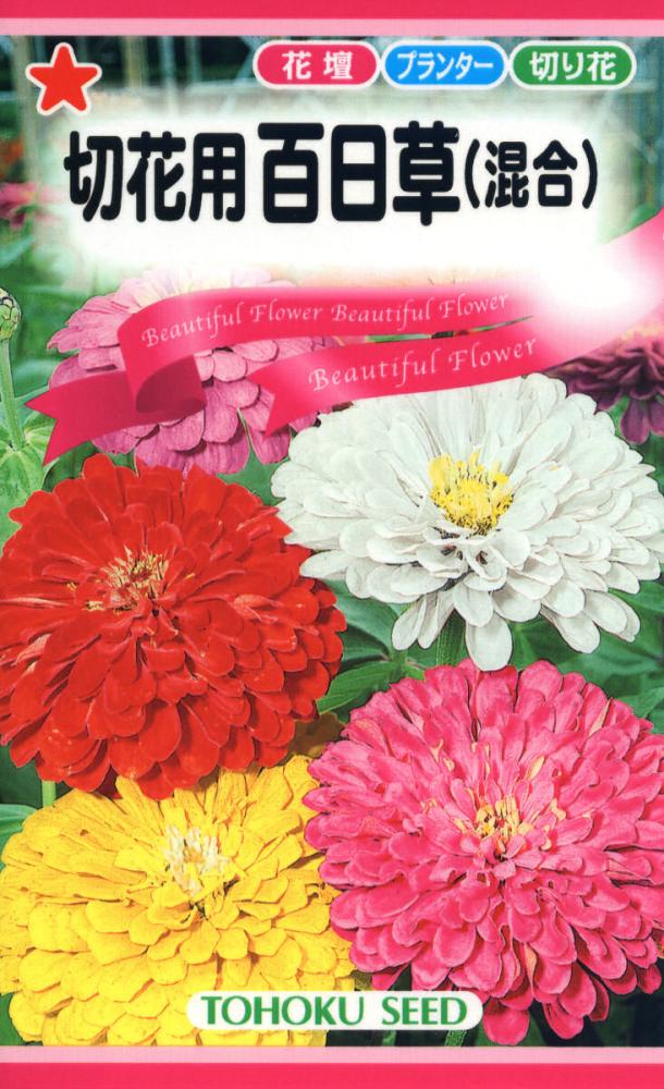 ヒャクニチソウ種子　百日草（混合）