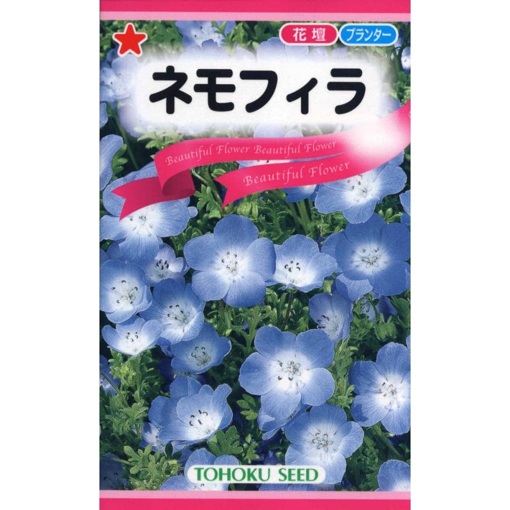 ネモフィラ種子　ネモフィラ