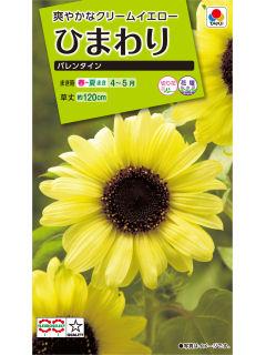 ヒマワリ種子　バレンタイン