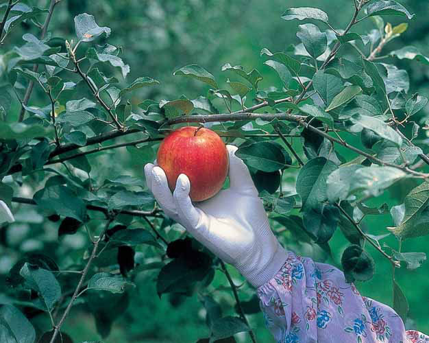 ショーワ　ピッタリ背抜き　３双パック　Ｍ　Ｎｏ．２６０