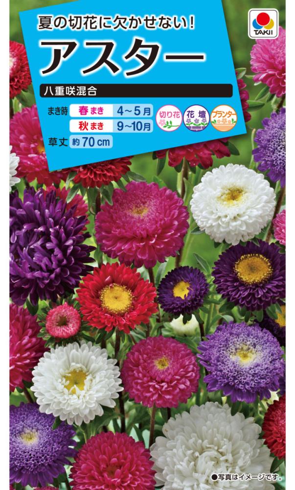 アスター種子　八重咲混合