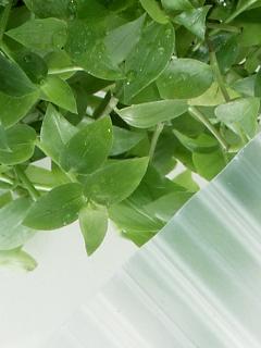 你的品牌名　塩ビ波板　半透明　クリア　５尺