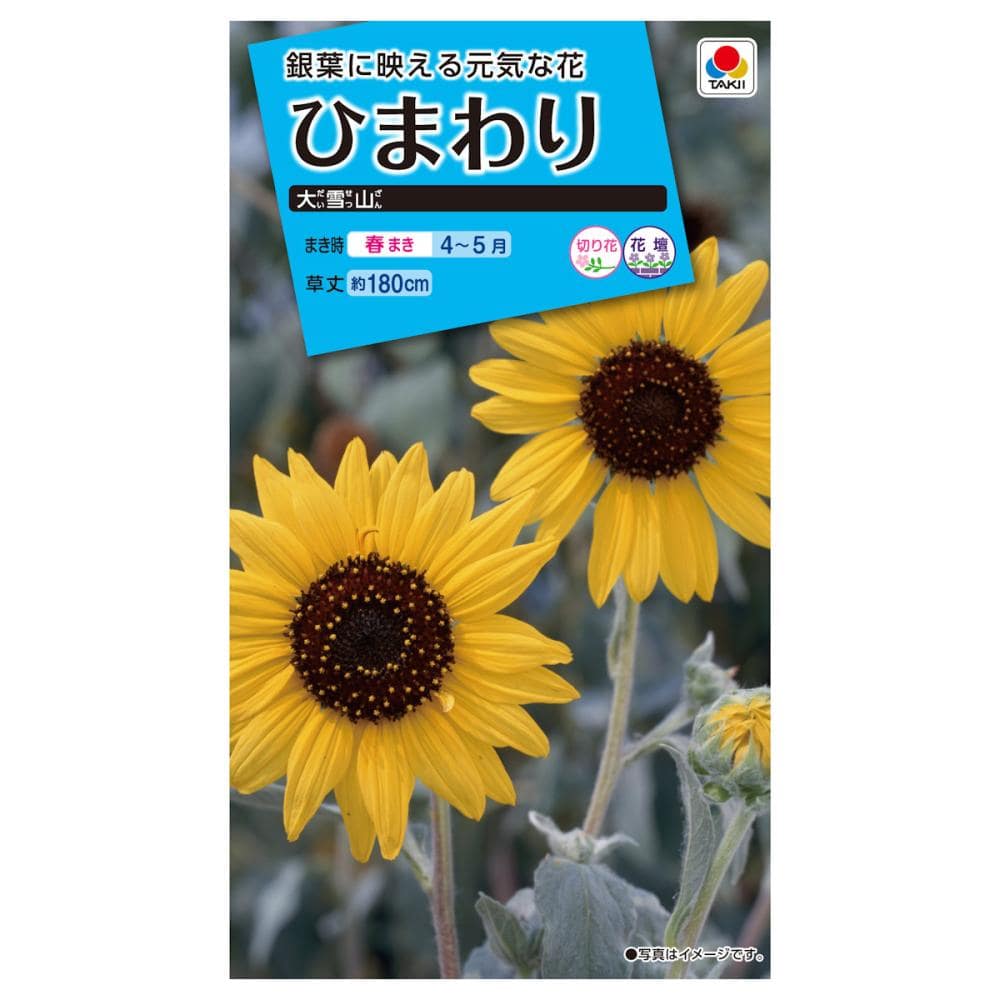 ヒマワリ種子　ひまわり　大雪山