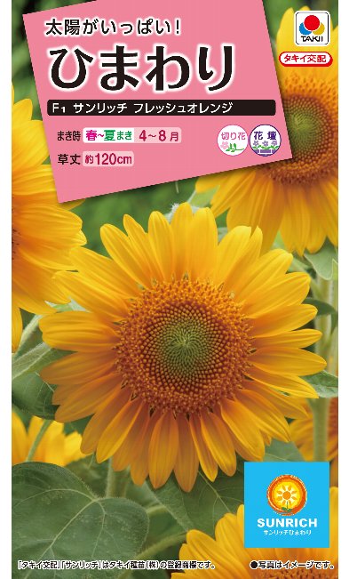 ヒマワリ種子　Ｆ１サンリッチフレッシュオレンジ