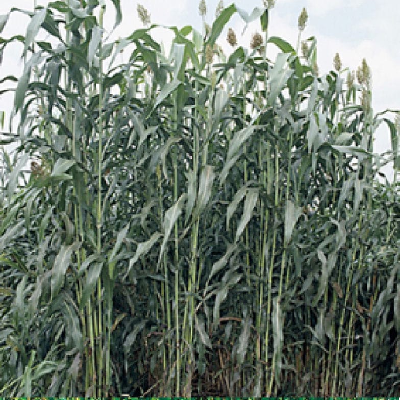 【緑肥種子】　ソルガム　ソルゴー　１ｋｇ　５袋単位　店着送料不要