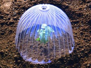 苗ドーム　小　５枚入