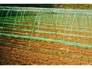 トマト支柱セット　直径１９×２７５０ｍｍ