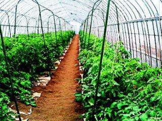 セキスイ　菜園アーチ支柱　支柱径１６×高さ２，３６０ｍｍ