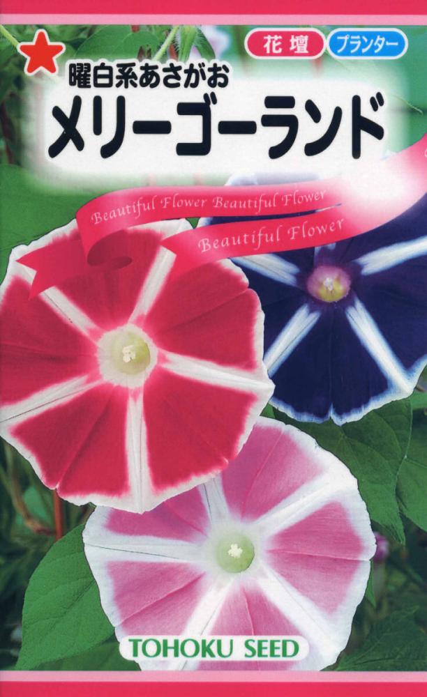 アサガオ種子　曜白系あさがお　メリーゴーランド
