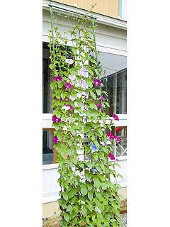 緑のカーテン　３ｍ　伸縮ワイド８００