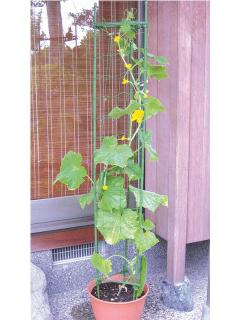 ネット付サポート支柱　１８００ｍｍ