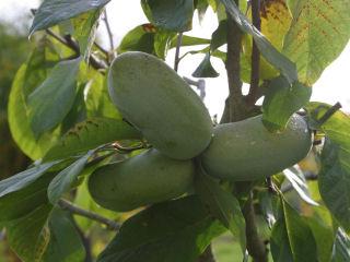 【春予約】　ポポー　タイトー　【申込期限：５月１０日（日）】　【引渡予定日：６月６日（土）～１４日（日）】