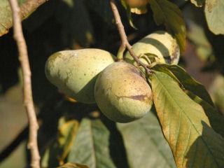 完売御礼【春予約】　ポポー　ＮＣ－１　【申込期限：５月１０日（日）】　【引渡予定日：６月６日（土）～１４日（日）】