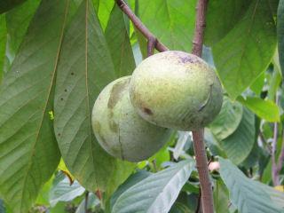 【春予約】　ポポー　オーバーリース　【申込期限：５月１０日（日）】　【引渡予定日：６月６日（土）～１４日（日）】