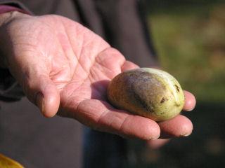 【春予約】　ポポー　ペンシルバニア　【申込期限：５月１０日（日）】　【引渡予定日：６月６日（土）～１４日（日）】