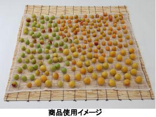 イシミズ　梅布　６６ｃｍ