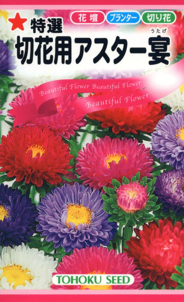 アスター種子　特選　切花アスター　宴