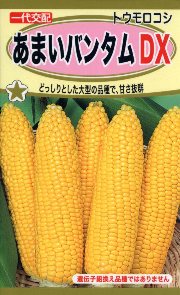 トウモロコシ種子　あまいバンタムＤＸ