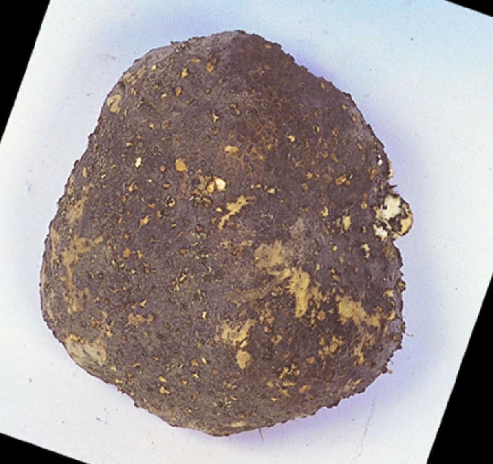 【春予約】　国産　伊勢芋　５００ｇ　【申込期限：３月２２日（日）】　【引渡予定日：４月１１日（土）～１９日（日）】