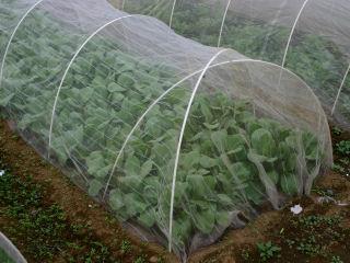 銀糸入り防虫ネット　１ｍｍ目　１．５×５０ｍ