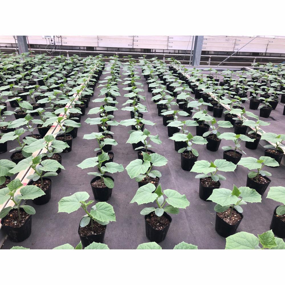 【接木苗予約】　キュウリ　ポット苗　９ｃｍ