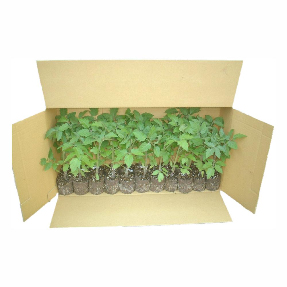 【接木苗予約】　トマト　アースストレート５０　グループ②