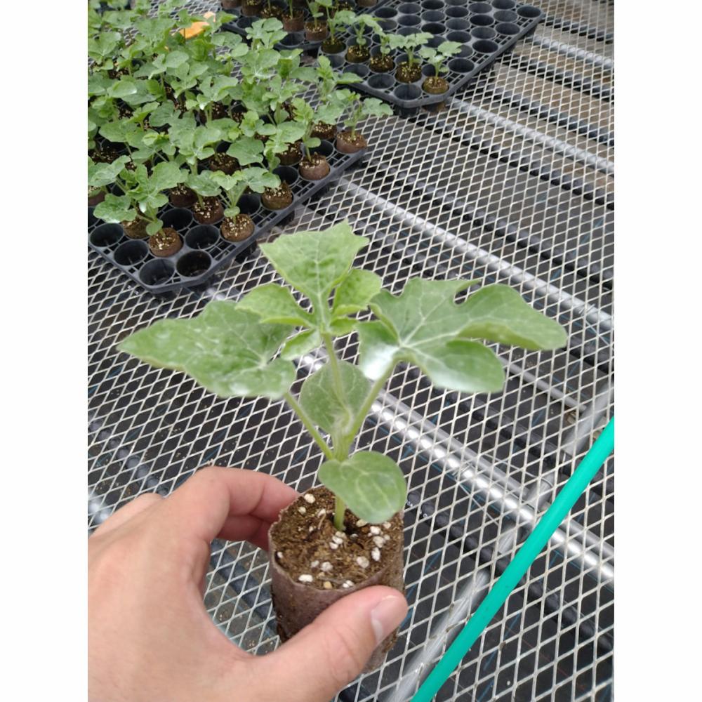 【接木苗予約】　スイカ　アースストレート５０