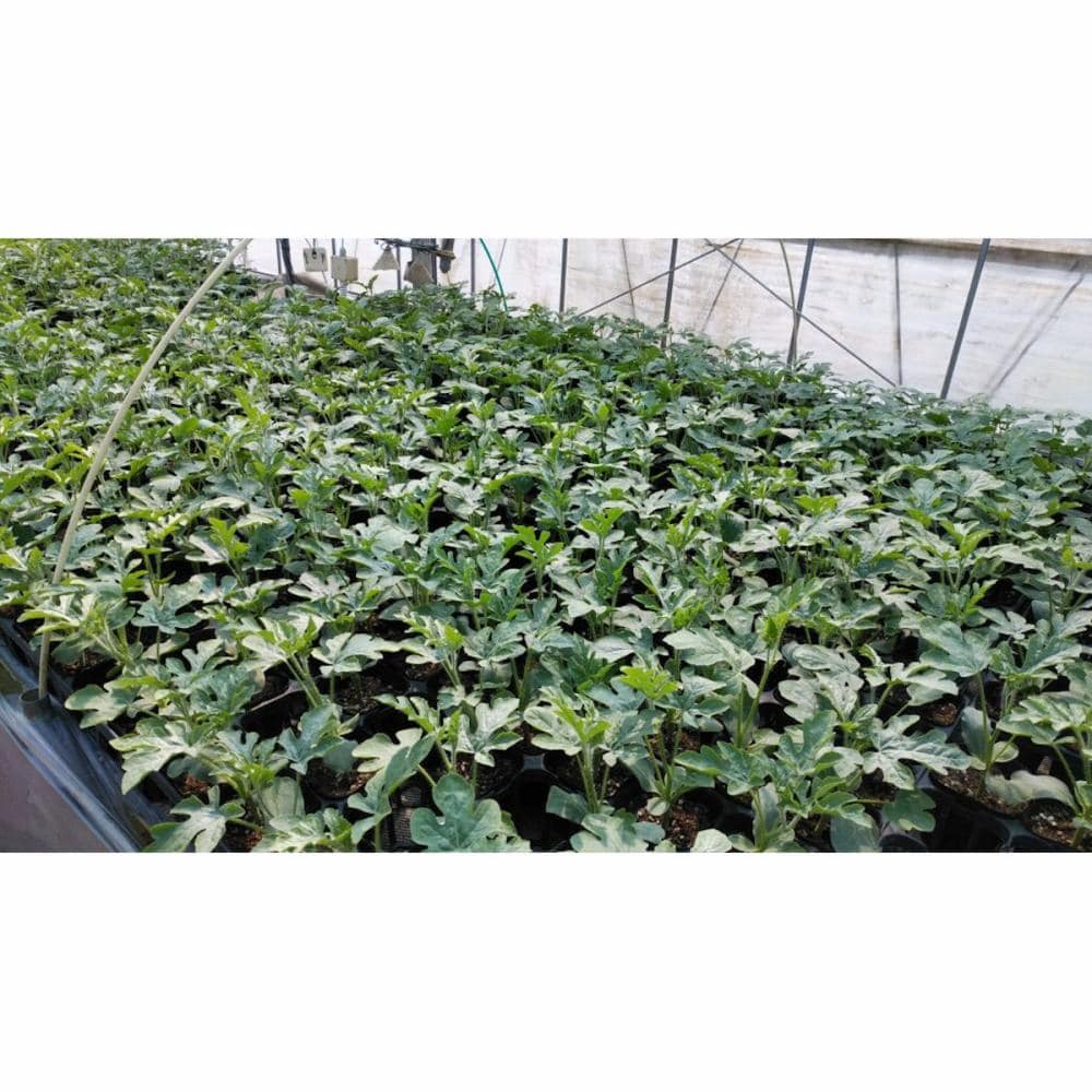 【接木苗予約】　スイカ　ポット苗　９ｃｍ